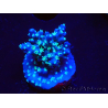 WYSIWYG RAH Acropora horrida Snowflake 5R4