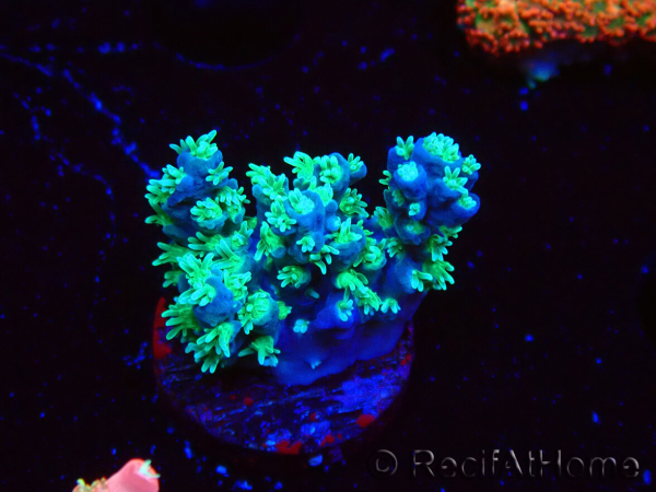 WYSIWYG RAH Acropora horrida Snowflake 5R4