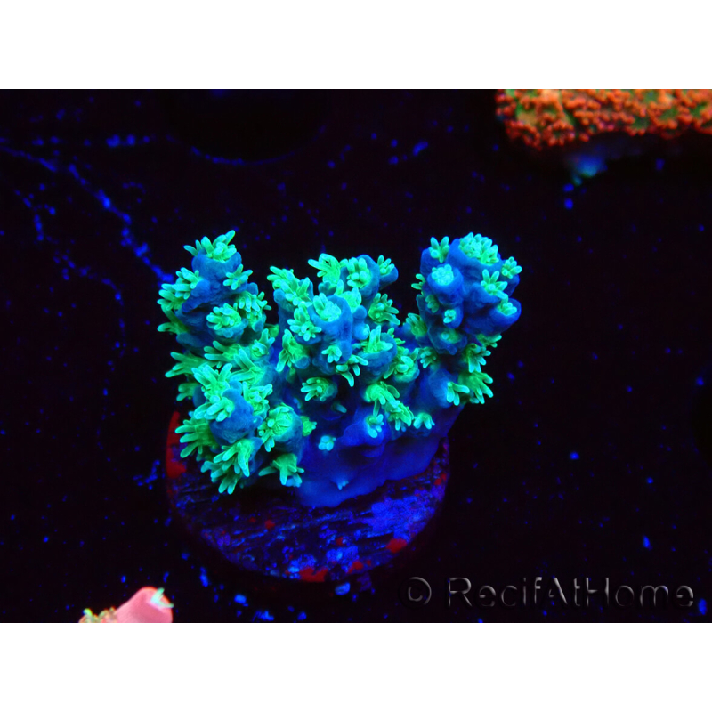 WYSIWYG RAH Acropora horrida Snowflake 5R4
