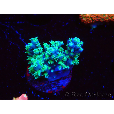 WYSIWYG RAH Acropora horrida Snowflake 5R4