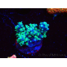 WYSIWYG RAH Acropora horrida Snowflake 5R4