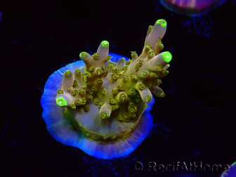 WYSIWYG RAH Acropora Gold Finger 5M4