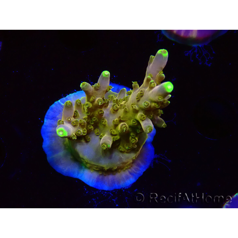 WYSIWYG RAH Acropora Gold Finger 5N4