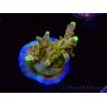 WYSIWYG RAH Acropora Gold Finger 5M4