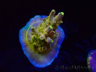 WYSIWYG RAH Acropora Gold Finger 5M3