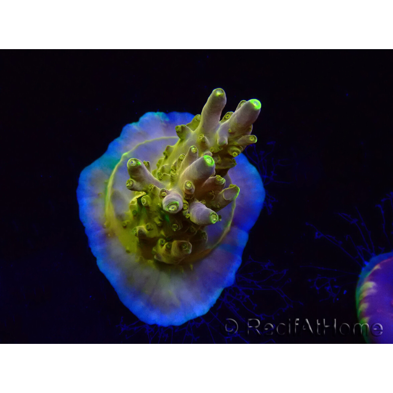 WYSIWYG RAH Acropora Gold Finger 5N5