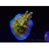 WYSIWYG RAH Acropora Dedo de Oro 5M3