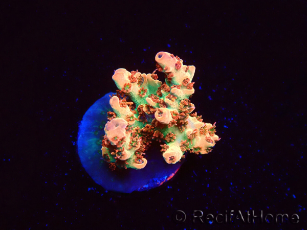 WYSIWYG AK Acropora Bill Murray 5Z3