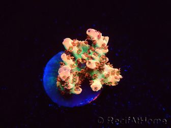 WYSIWYG AK Acropora Bill Murray 5N8