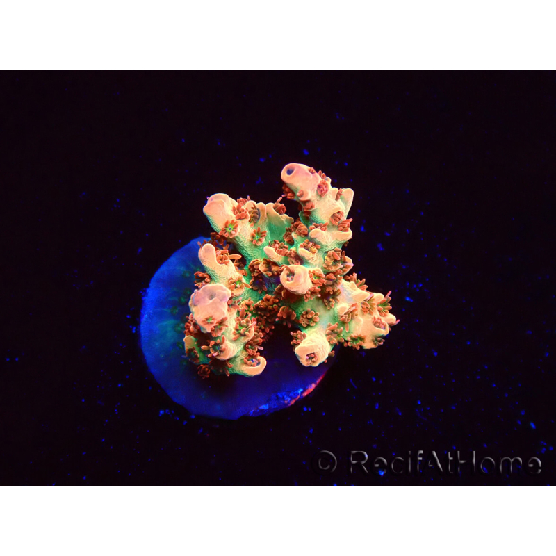 WYSIWYG AK Acropora Bill Murray 5N8
