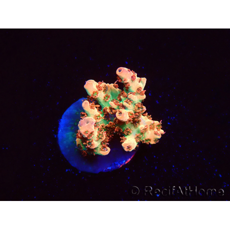 WYSIWYG AK Acropora Bill Murray 5Z3