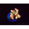 WYSIWYG AK Acropora Bill Murray 5Z3