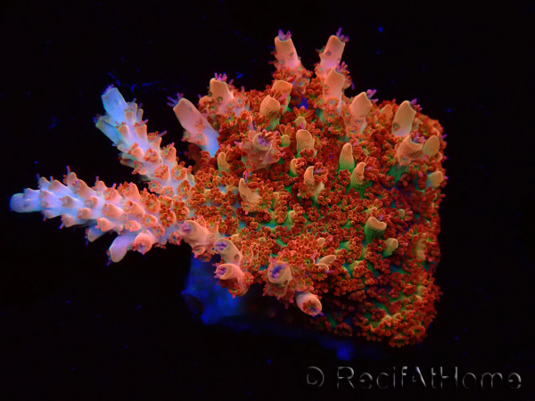 WYSIWYG AK Acropora Bill Murray 5Z1