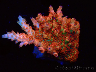 WYSIWYG AK Acropora Bill Murray 5Z1