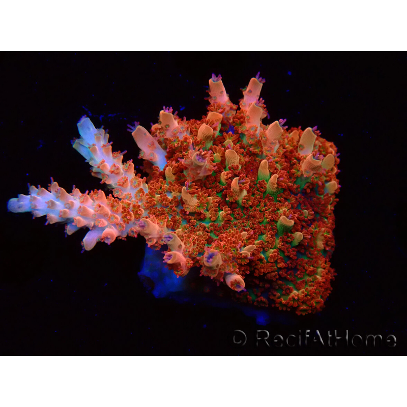 WYSIWYG AK Acropora Bill Murray 5Z1