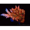 WYSIWYG AK Acropora Bill Murray 5Z1