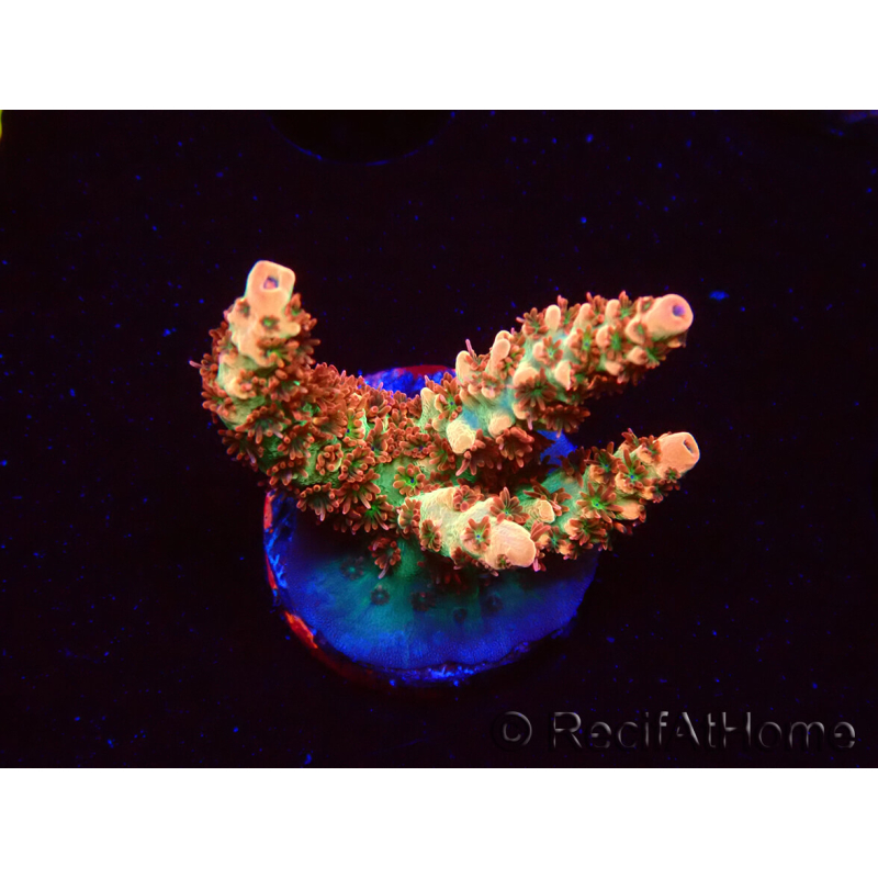WYSIWYG AK Acropora Bill Murray 5Z2