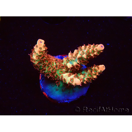 WYSIWYG AK Acropora Bill Murray 5Z2