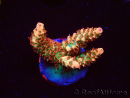 WYSIWYG AK Acropora Bill Murray 5Z2