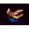 WYSIWYG AK Acropora Bill Murray 5Z2