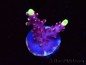 WYSIWYG JF Acropora Fox Flame 5O7