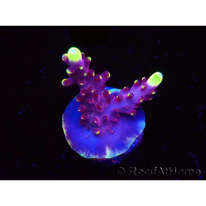 WYSIWYG JF Acropora Fox Flame 5O1
