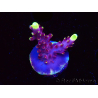 WYSIWYG JF Acropora Fox Flame 5O7