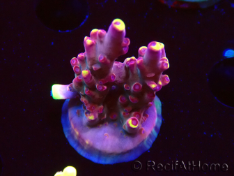WYSIWYG JF Acropora Fox Flame 5O2