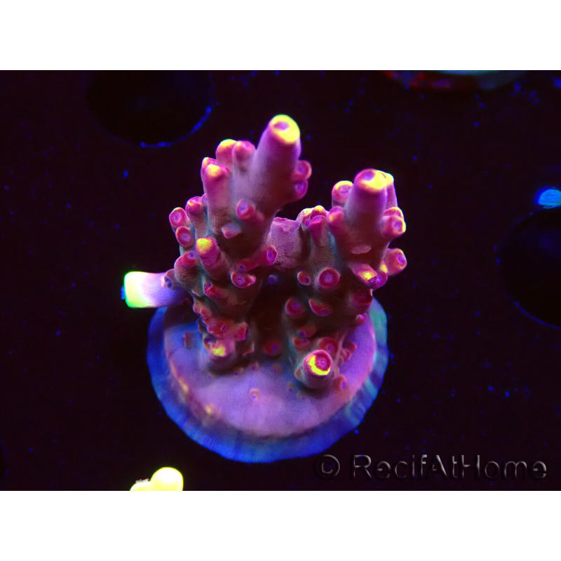 WYSIWYG JF Acropora Fox Flame 5O2