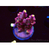 WYSIWYG JF Acropora Fox Flame 5O2