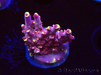 WYSIWYG JF Acropora Fox Flame 5O9