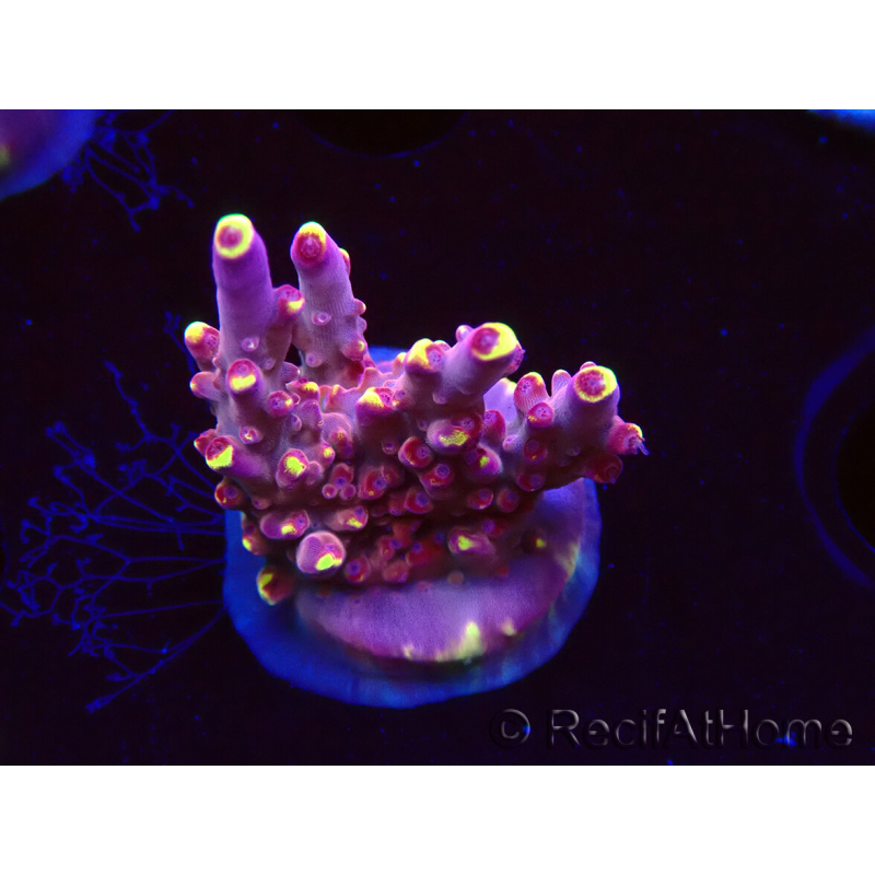 WYSIWYG JF Acropora Fox Flame 5O3