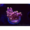 WYSIWYG JF Acropora Fox Flame 5O3