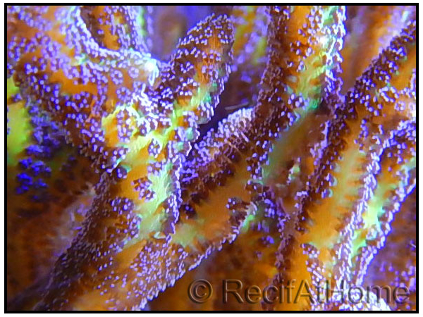 Seriatopora histrix bicolor Vert violet Taille S