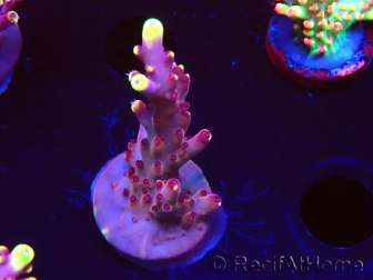 WYSIWYG JF Acropora Fox Flame 5O4