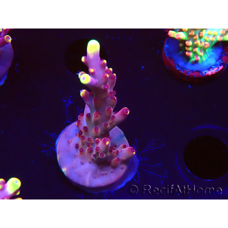 WYSIWYG JF Acropora Fox Flame 5O10
