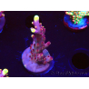 WYSIWYG JF Acropora Fox Flame 5O4