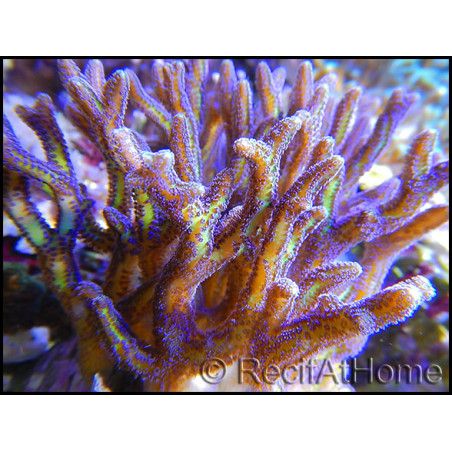 Seriatopora histrix bicolor Vert violet Taille S