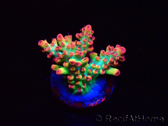 WYSIWYG RAH Acropora microclados Strawberry Shortcake 5P