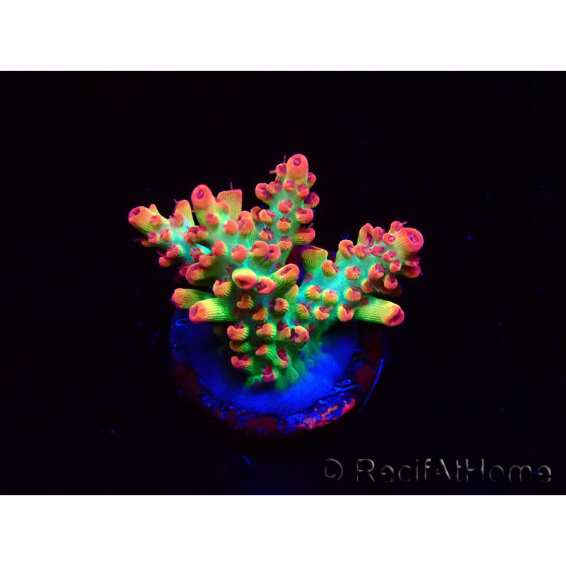WYSIWYG RAH Acropora microclados Strawberry Shortcake 5P