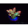 WYSIWYG RAH Acropora microclados Strawberry Shortcake 5P
