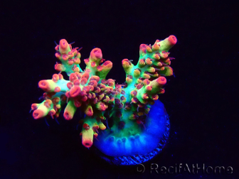 WYSIWYG RAH Acropora microclados Strawberry Shortcake 5P8