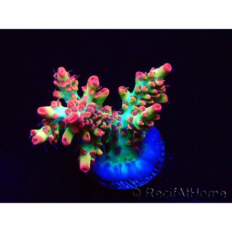 WYSIWYG RAH Acropora microclados Strawberry Shortcake 5P