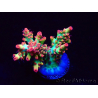 WYSIWYG RAH Acropora microclados Strawberry Shortcake 5P