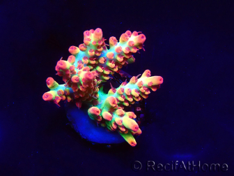 WYSIWYG RAH Acropora microclados Strawberry Shortcake 5P