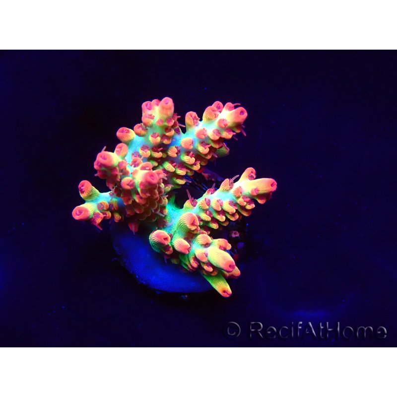 WYSIWYG RAH Acropora microclados Strawberry Shortcake 5P