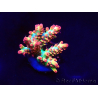 WYSIWYG RAH Acropora microclados Strawberry Shortcake 5P