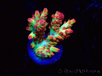 WYSIWYG RAH Acropora microclados Strawberry Shortcake 5P