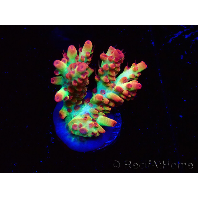 WYSIWYG RAH Acropora microclados Strawberry Shortcake 5P