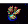 WYSIWYG RAH Acropora microclados Strawberry Shortcake 5P10